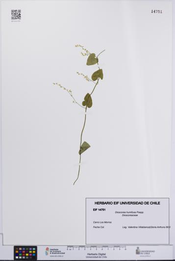 Dioscorea humifusa [Espécimen: UCH:EIF:0014751]