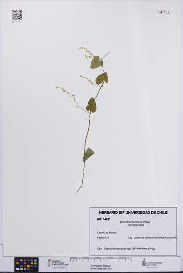 Dioscorea humifusa [Espécimen: UCH:EIF:0014751]