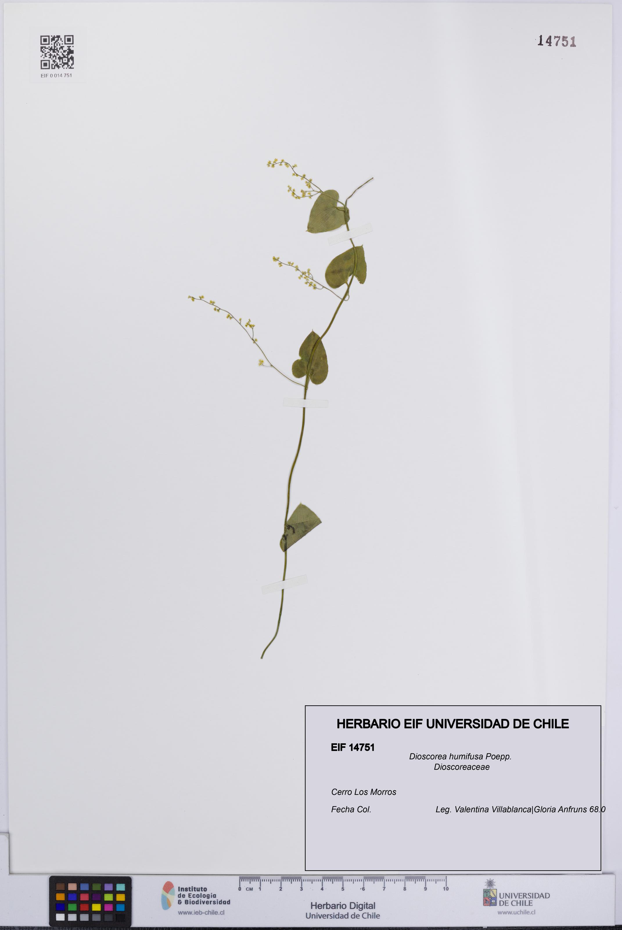 Dioscorea humifusa [Espécimen: UCH:EIF:0014751]