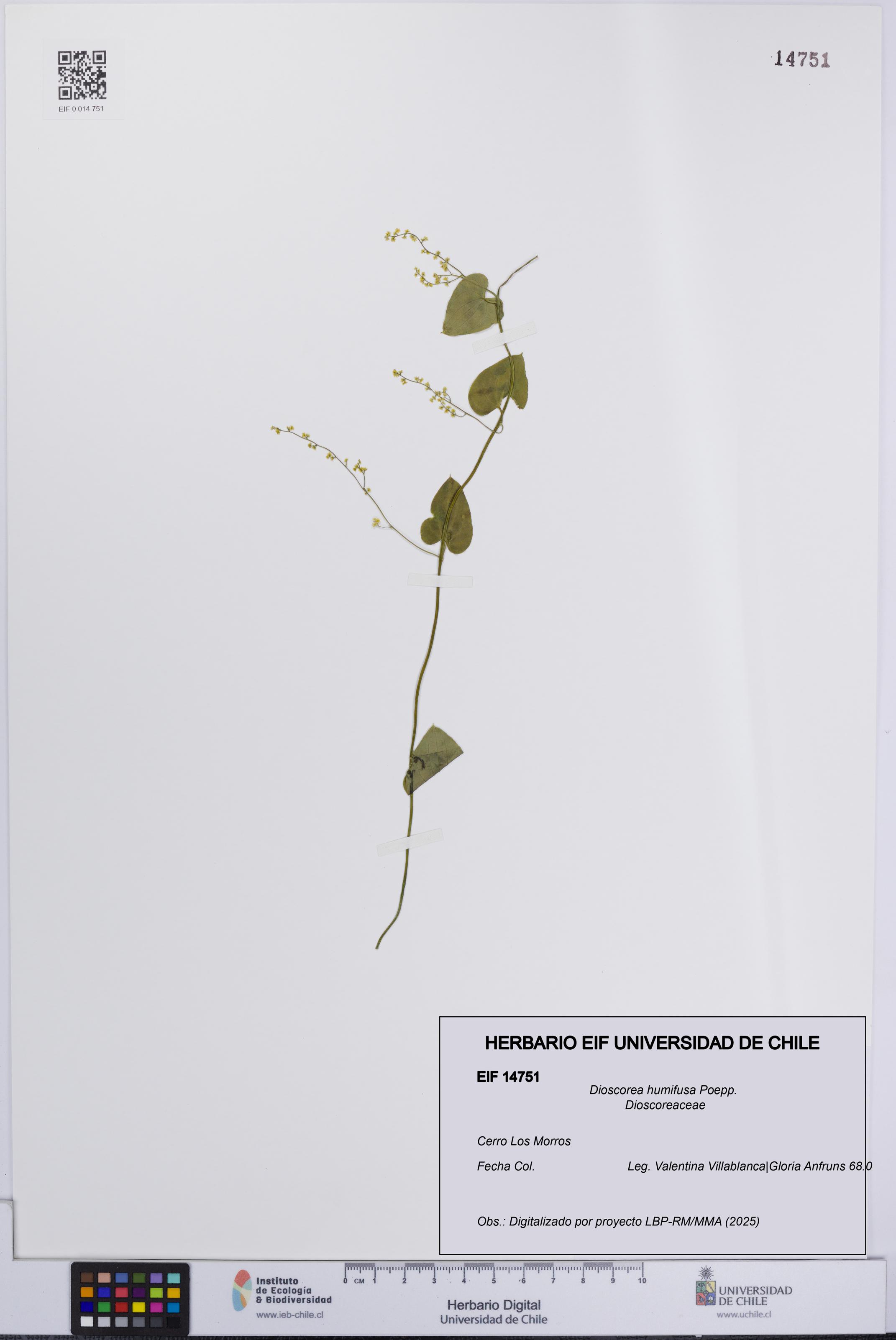 Dioscorea humifusa [Espécimen: UCH:EIF:0014751]