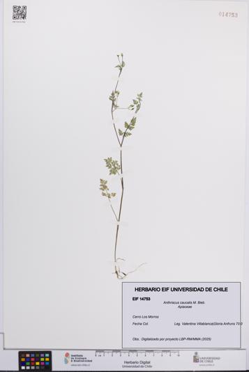 Anthriscus caucalis [Espécimen: UCH:EIF:0014753]