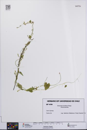 Dioscorea humifusa [Espécimen: UCH:EIF:0014754]