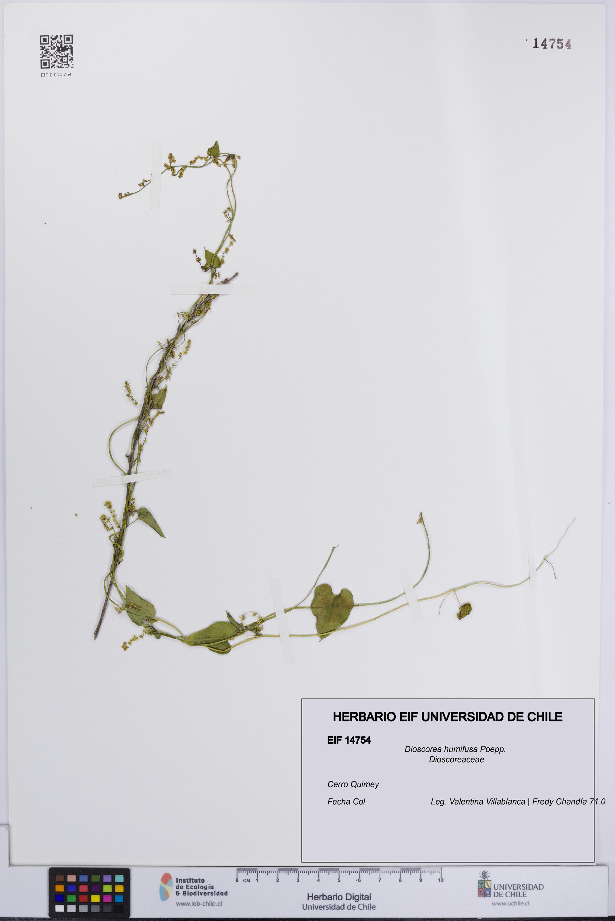 Dioscorea humifusa [Espécimen: UCH:EIF:0014754]