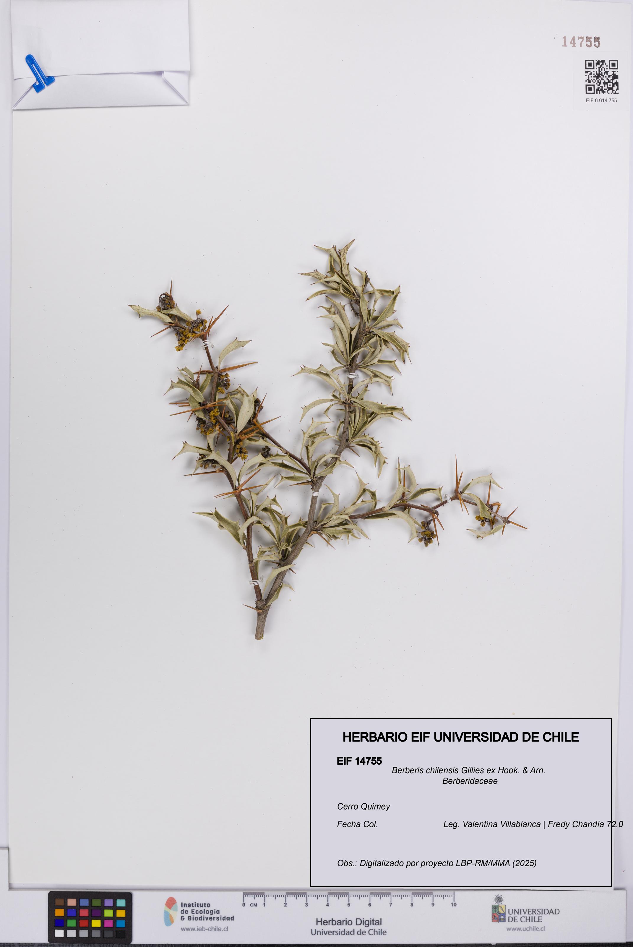 Berberis chilensis [Espécimen: UCH:EIF:0014755]