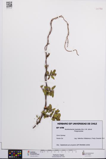 Muehlenbeckia hastulata [Espécimen: UCH:EIF:0014756]