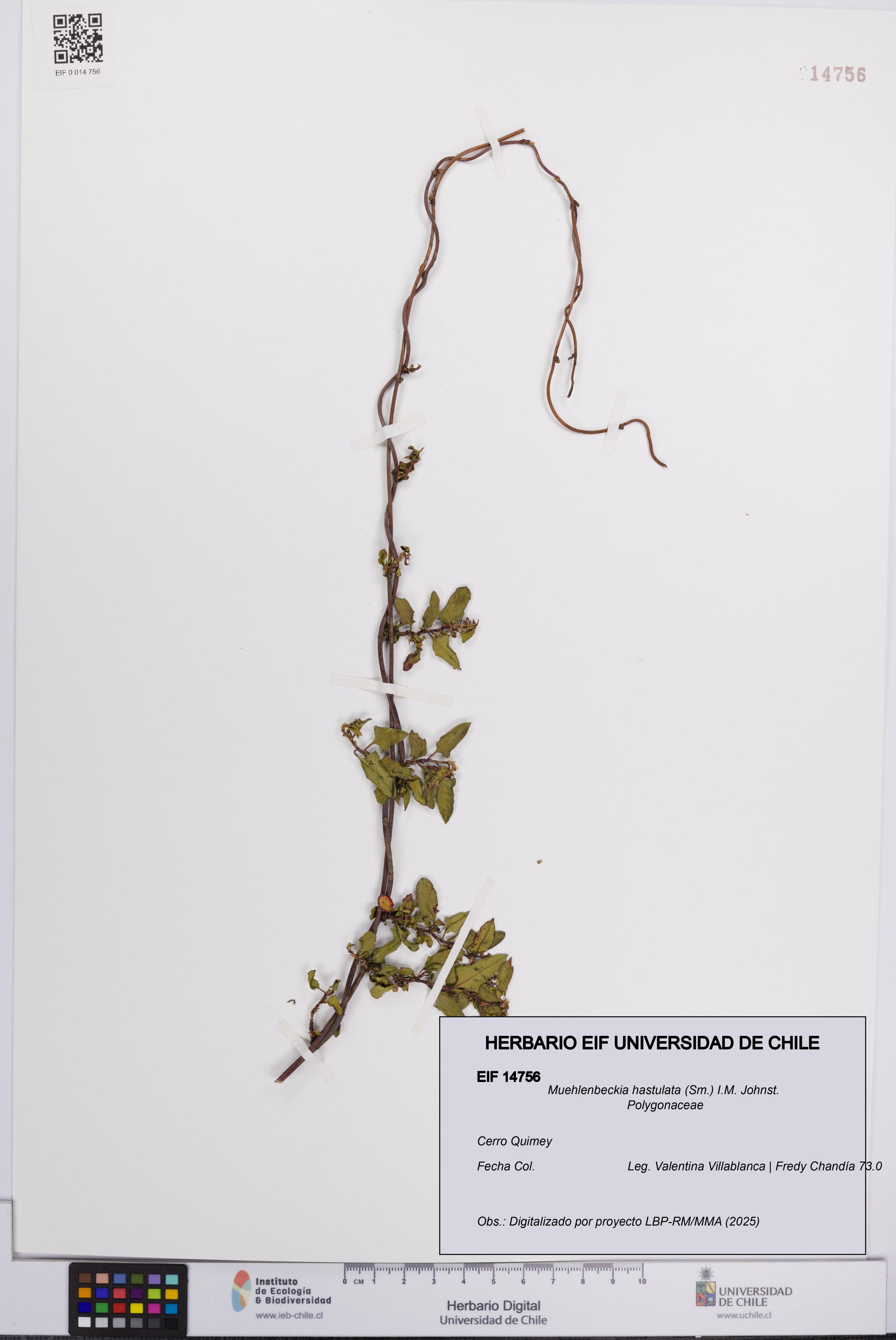 Muehlenbeckia hastulata [Espécimen: UCH:EIF:0014756]