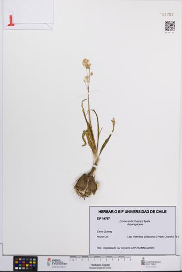 Oziroe arida [Espécimen: UCH:EIF:0014757]