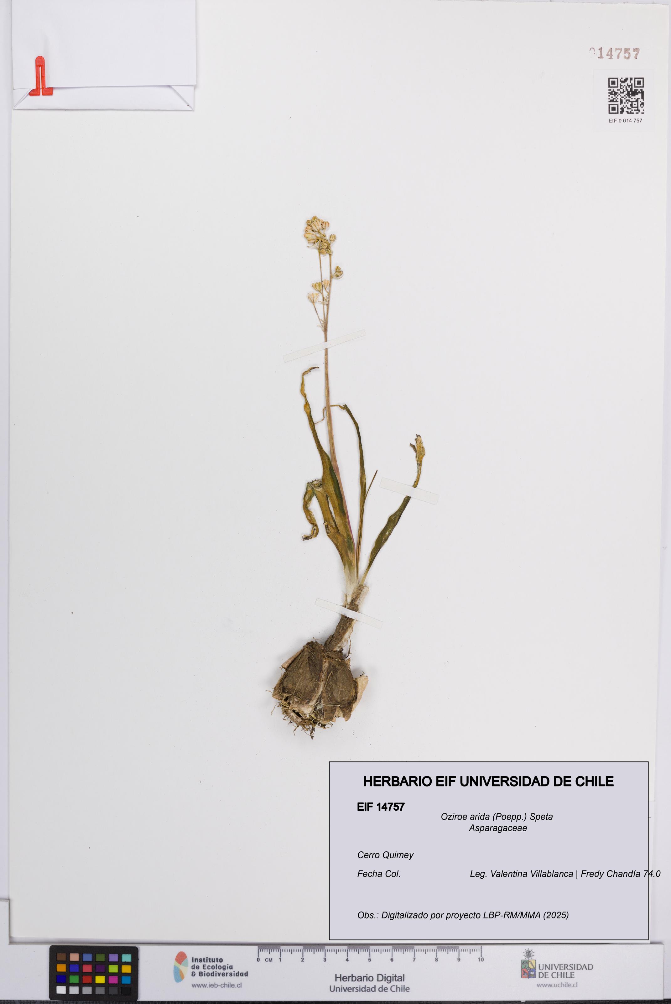 Oziroe arida [Espécimen: UCH:EIF:0014757]