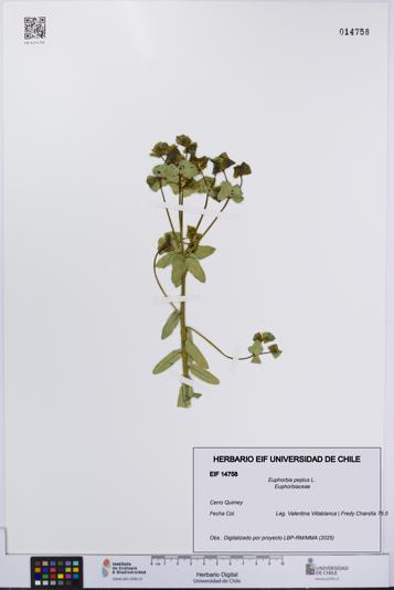 Euphorbia peplus [Espécimen: UCH:EIF:0014758]