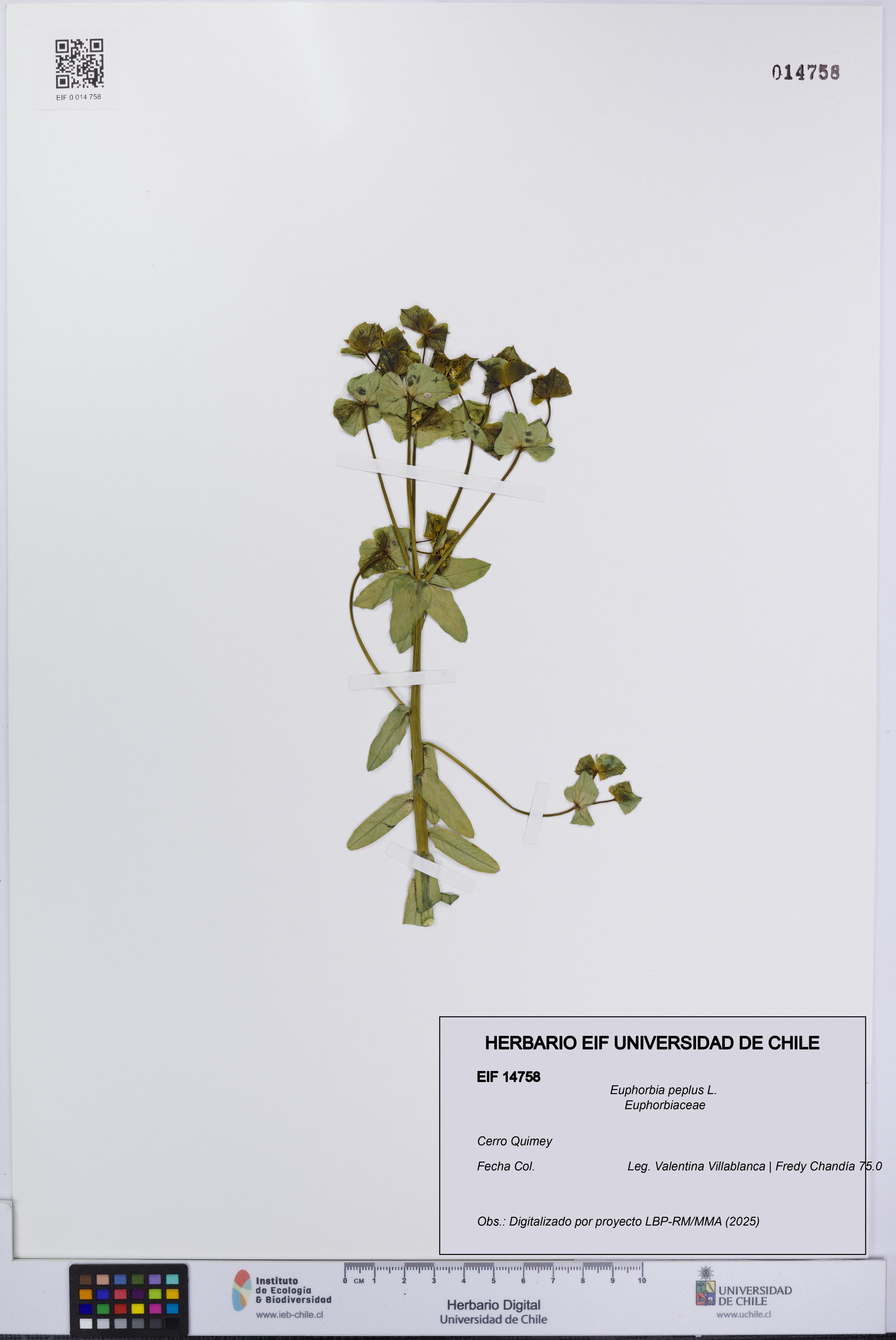 Euphorbia peplus [Espécimen: UCH:EIF:0014758]
