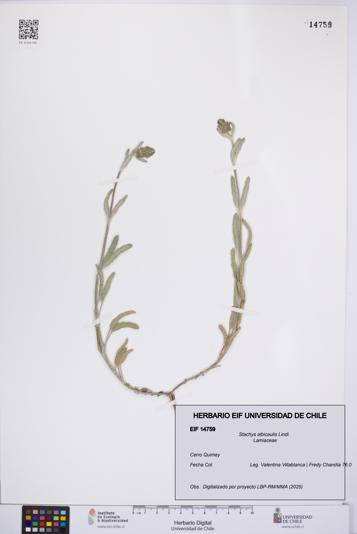 Stachys albicaulis [Espécimen: UCH:EIF:0014759]