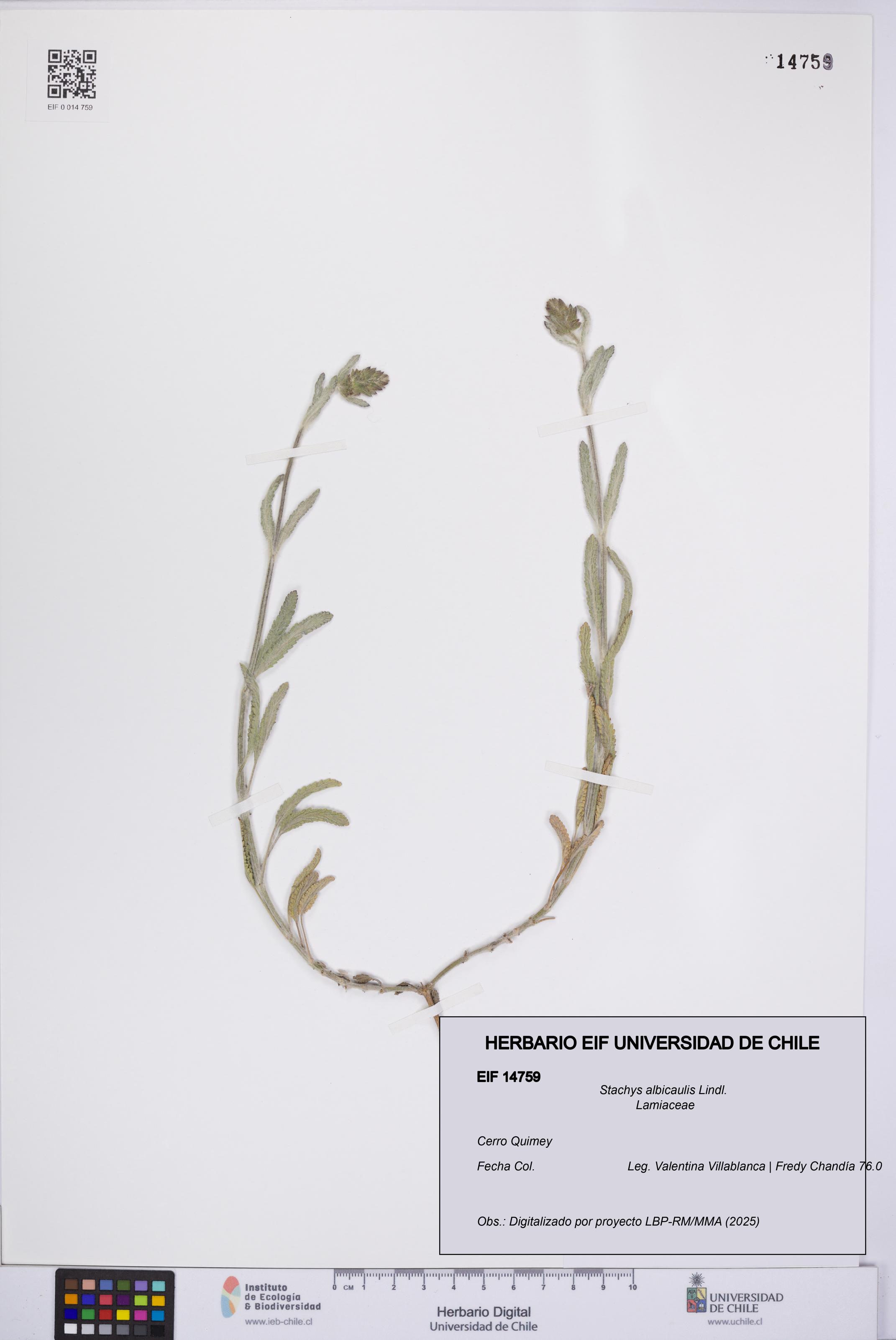 Stachys albicaulis [Espécimen: UCH:EIF:0014759]