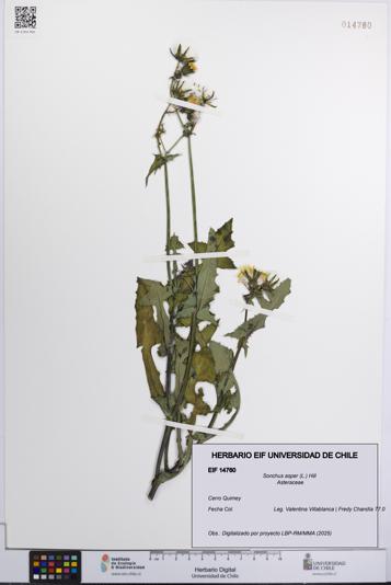 Sonchus asper [Espécimen: UCH:EIF:0014760]