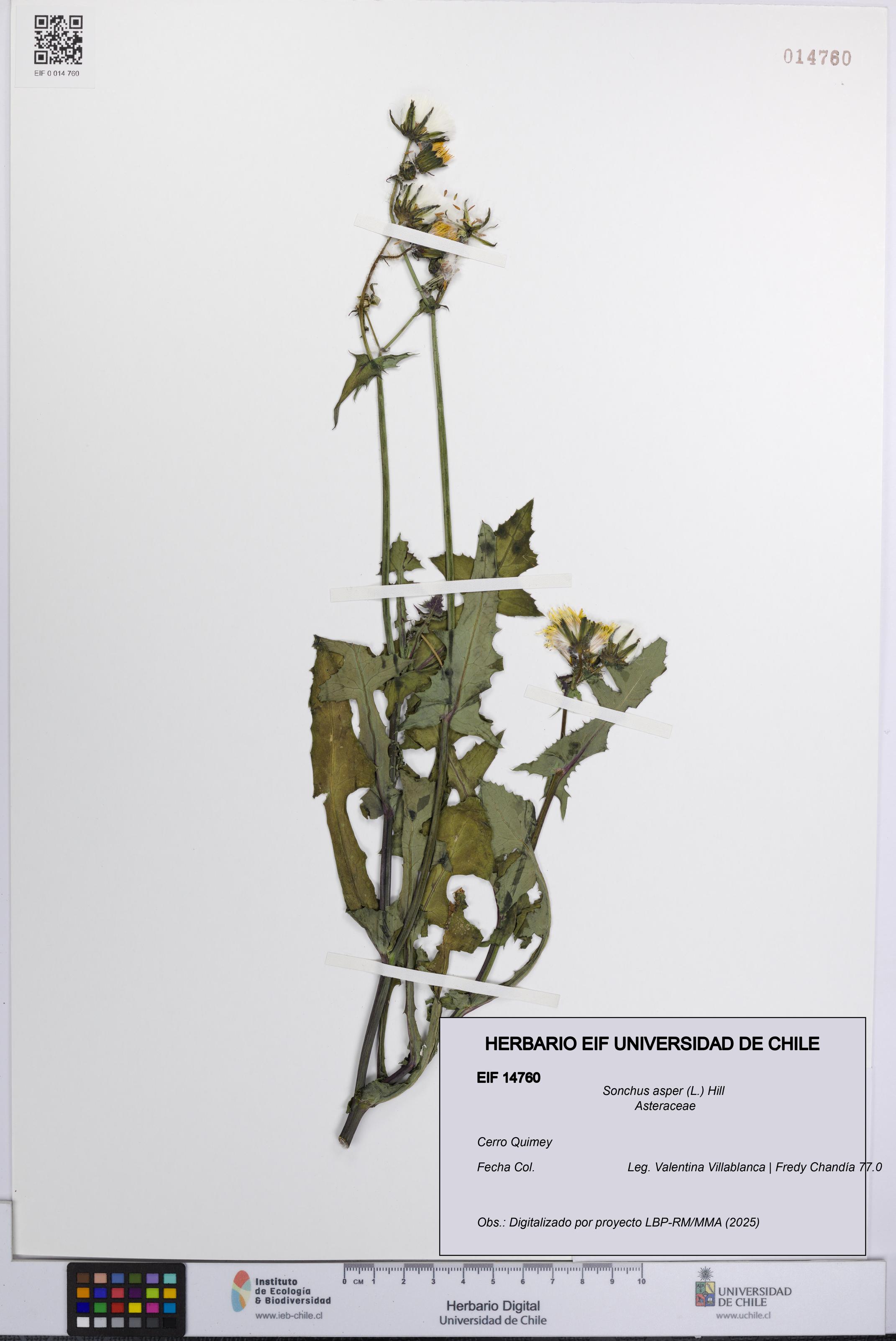 Sonchus asper [Espécimen: UCH:EIF:0014760]