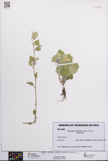 Sphaeralcea obtusiloba [Espécimen: UCH:EIF:0014761]
