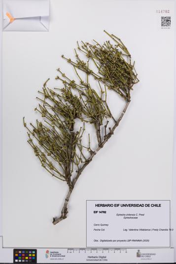 Ephedra chilensis [Espécimen: UCH:EIF:0014762]