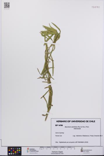 Baccharis salicifolia [Espécimen: UCH:EIF:0014763]