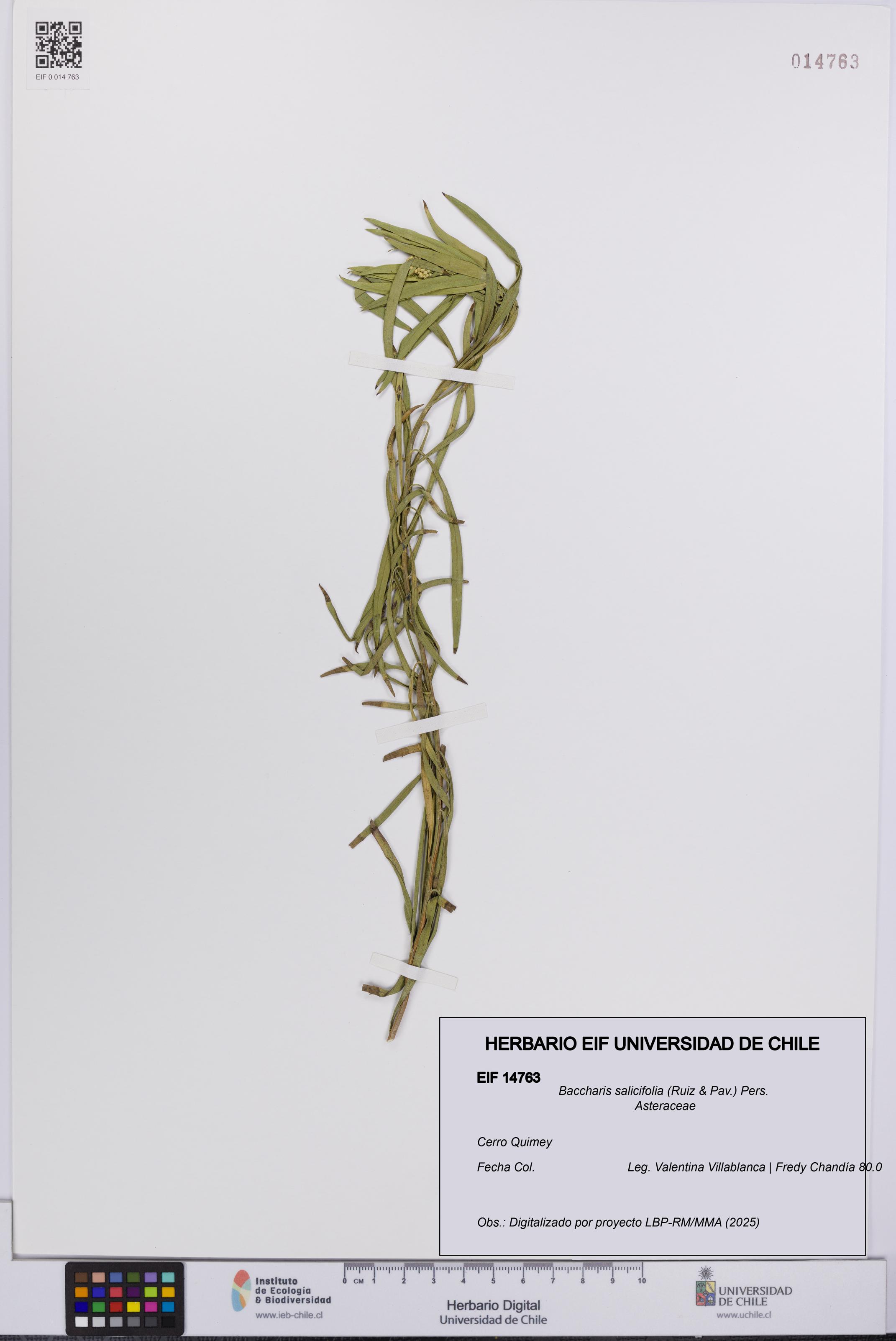 Baccharis salicifolia [Espécimen: UCH:EIF:0014763]