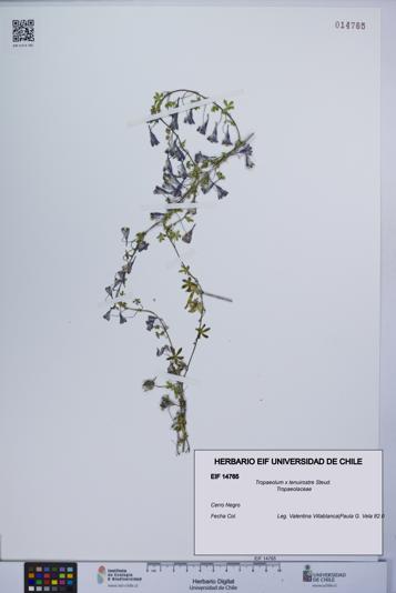 Tropaeolum x tenuirostre [Espécimen: UCH:EIF:0014765]