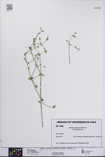 Stellaria chilensis [Espécimen: UCH:EIF:0014766]