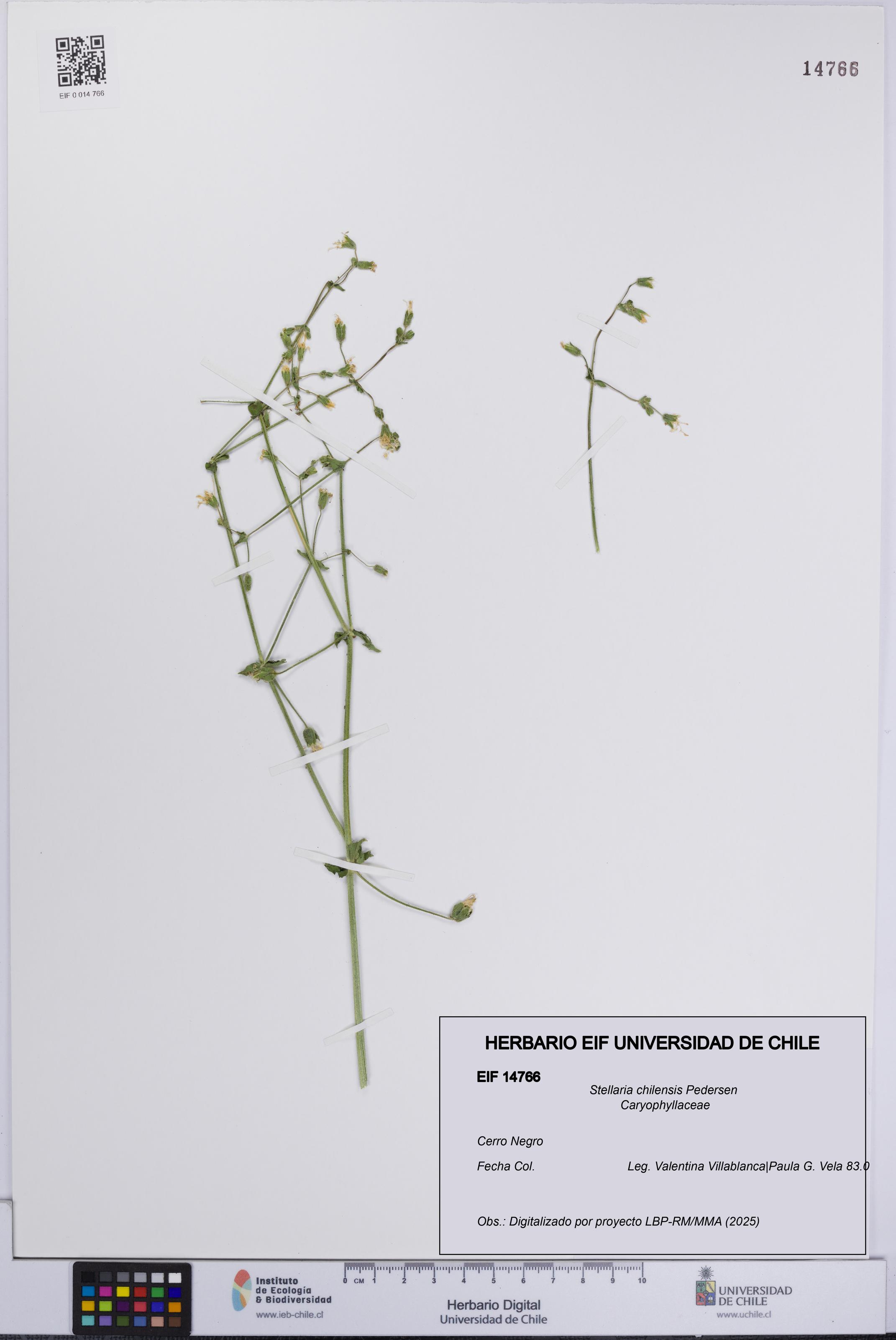 Stellaria chilensis [Espécimen: UCH:EIF:0014766]