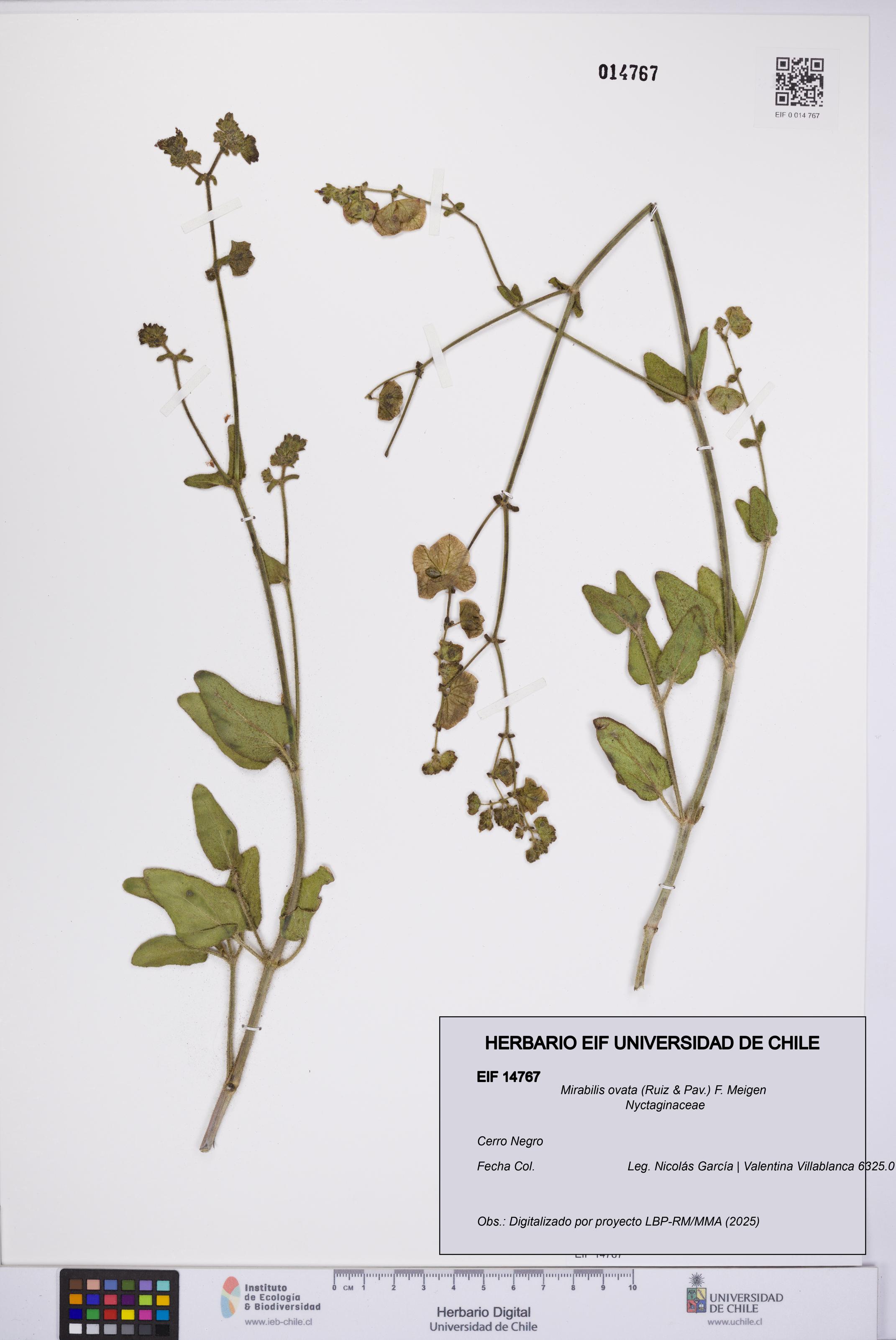 Mirabilis ovata [Espécimen: UCH:EIF:0014767]