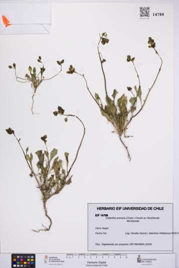 Cistanthe arenaria [Espécimen: UCH:EIF:0014768]