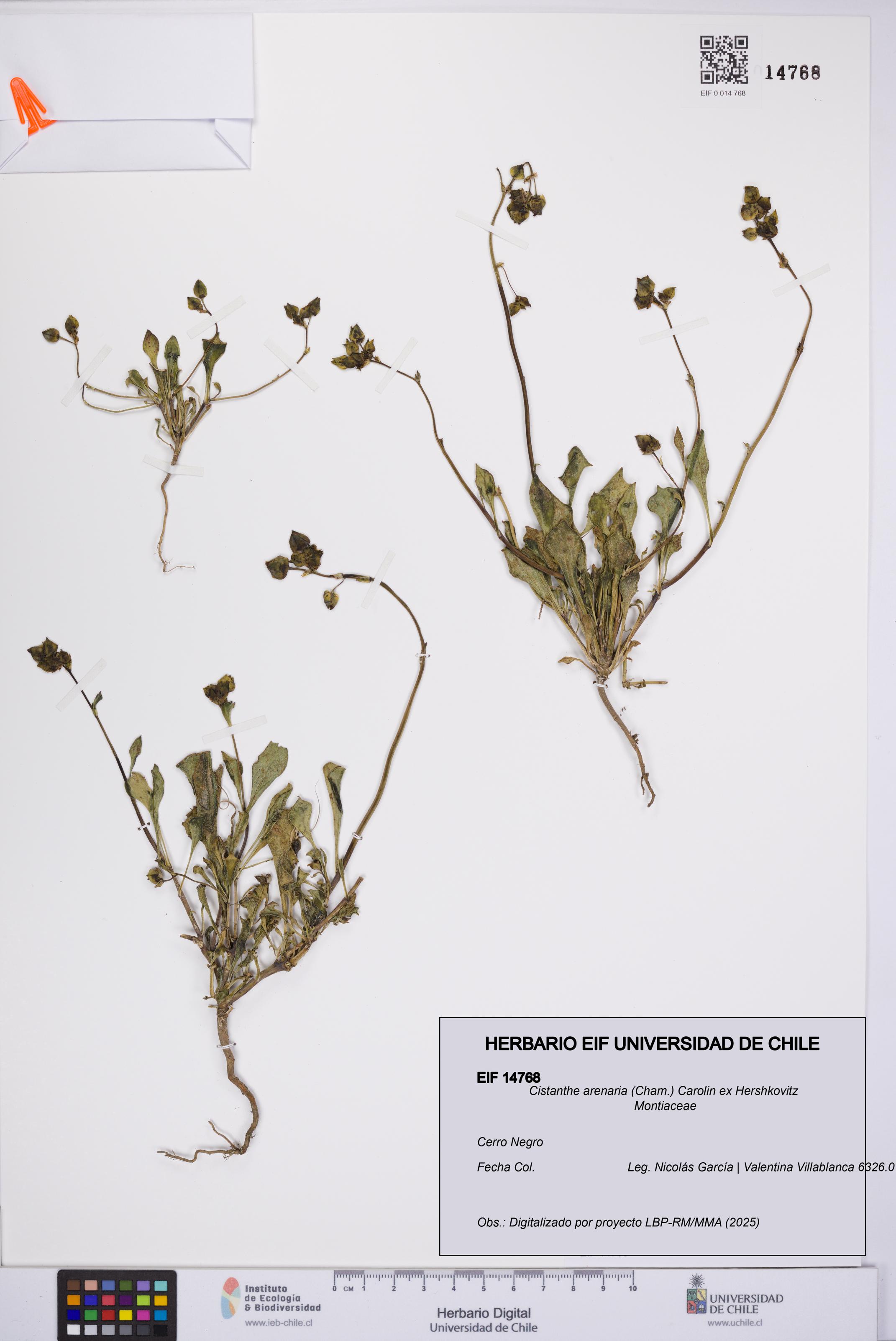 Cistanthe arenaria [Espécimen: UCH:EIF:0014768]