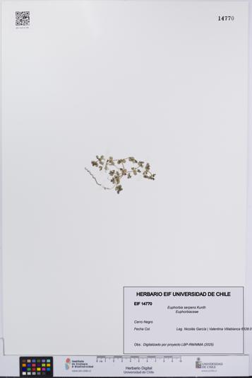 Euphorbia serpens [Espécimen: UCH:EIF:0014770]
