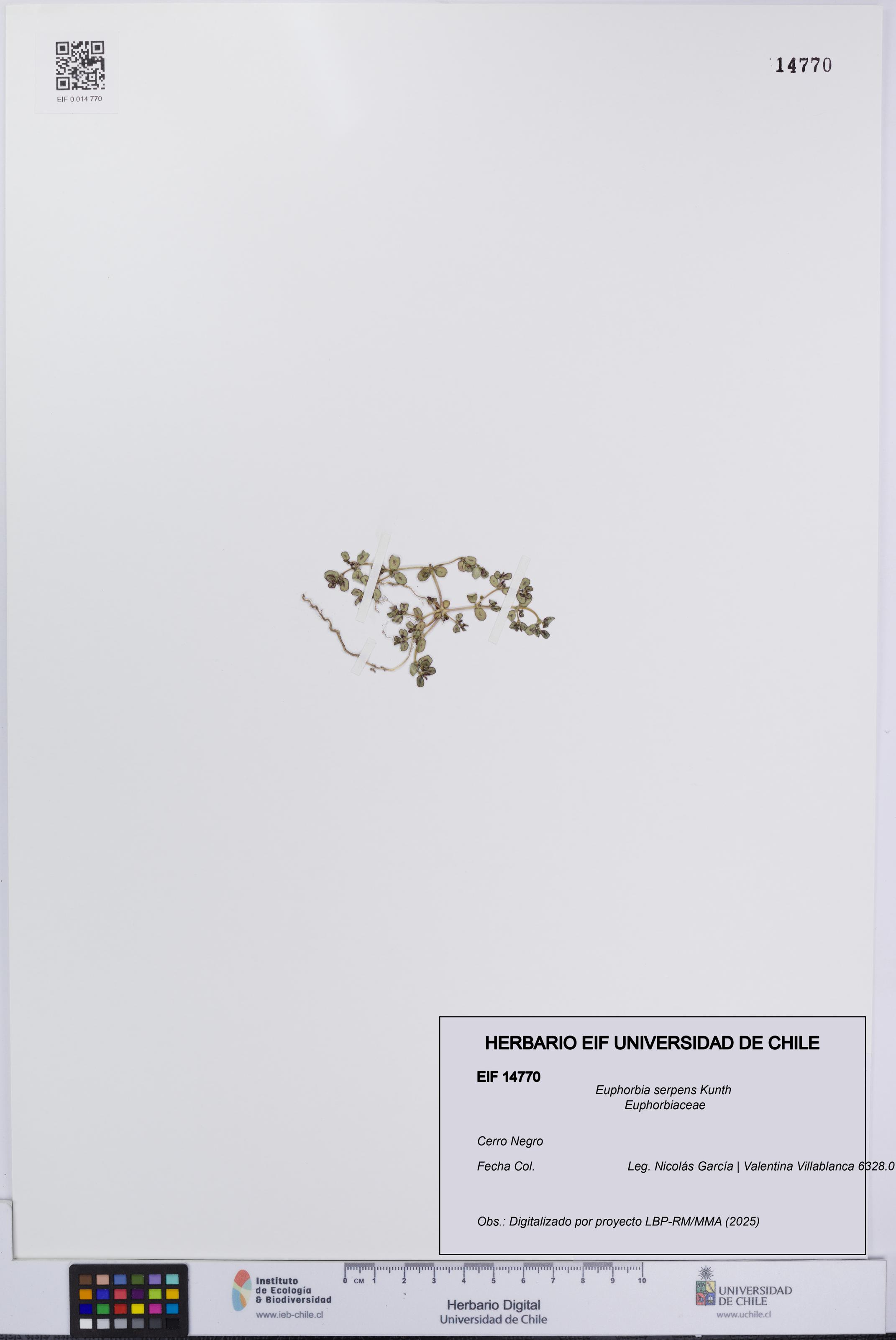 Euphorbia serpens [Espécimen: UCH:EIF:0014770]