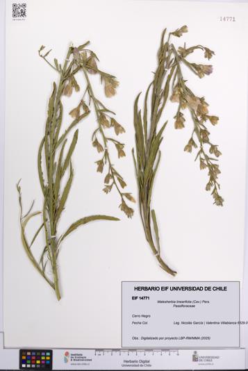 Malesherbia linearifolia [Espécimen: UCH:EIF:0014771]
