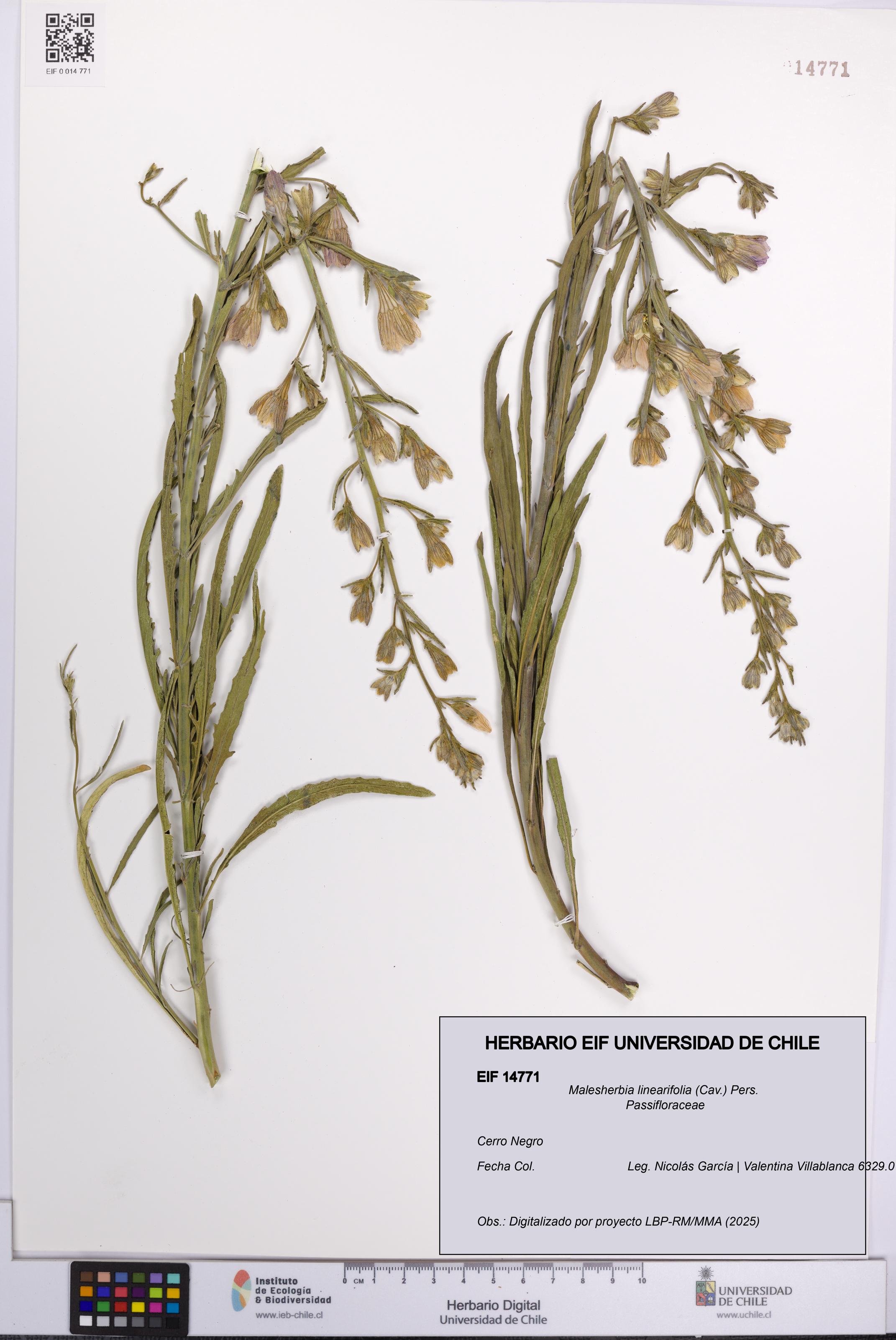 Malesherbia linearifolia [Espécimen: UCH:EIF:0014771]
