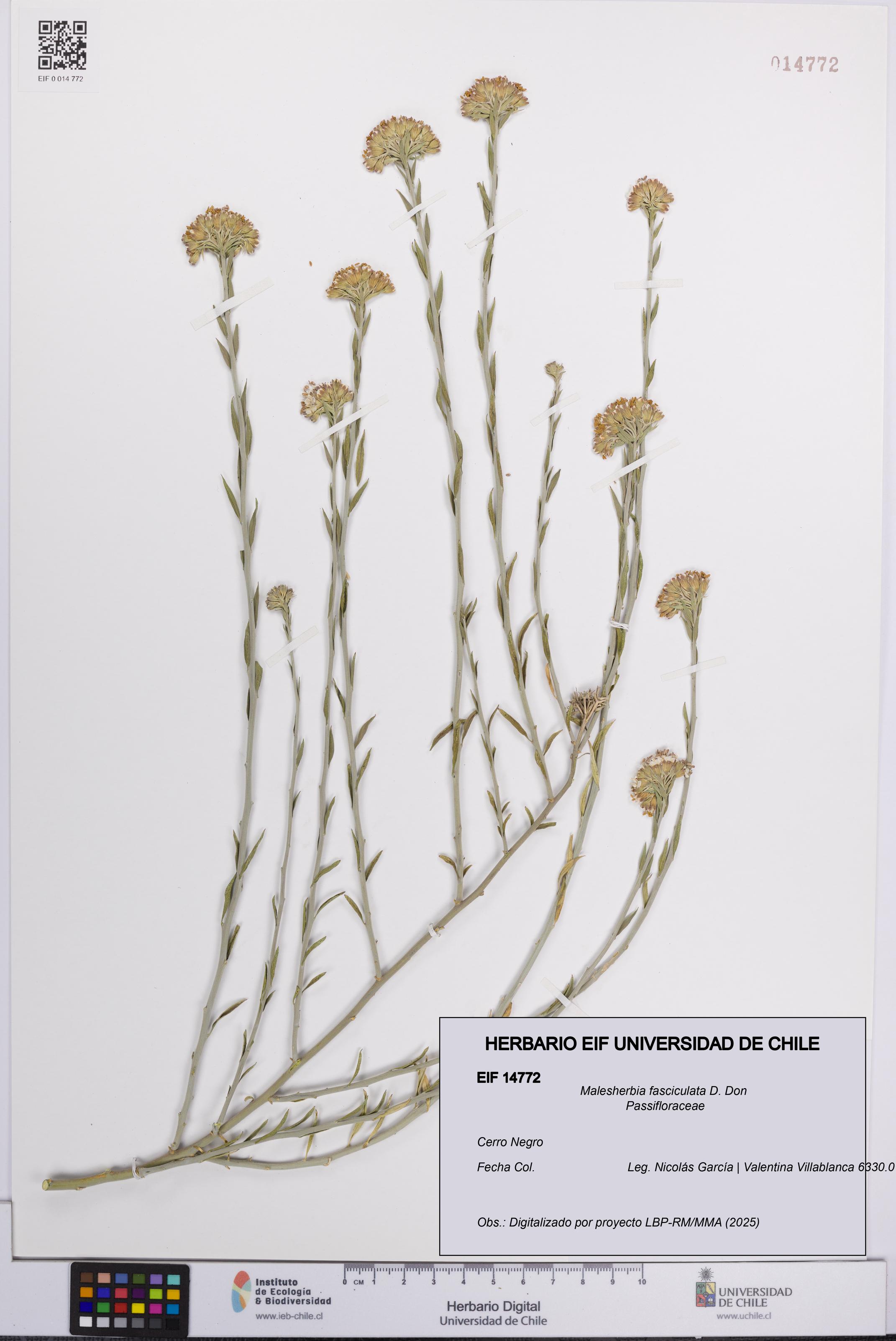 Malesherbia fasciculata [Espécimen: UCH:EIF:0014772]