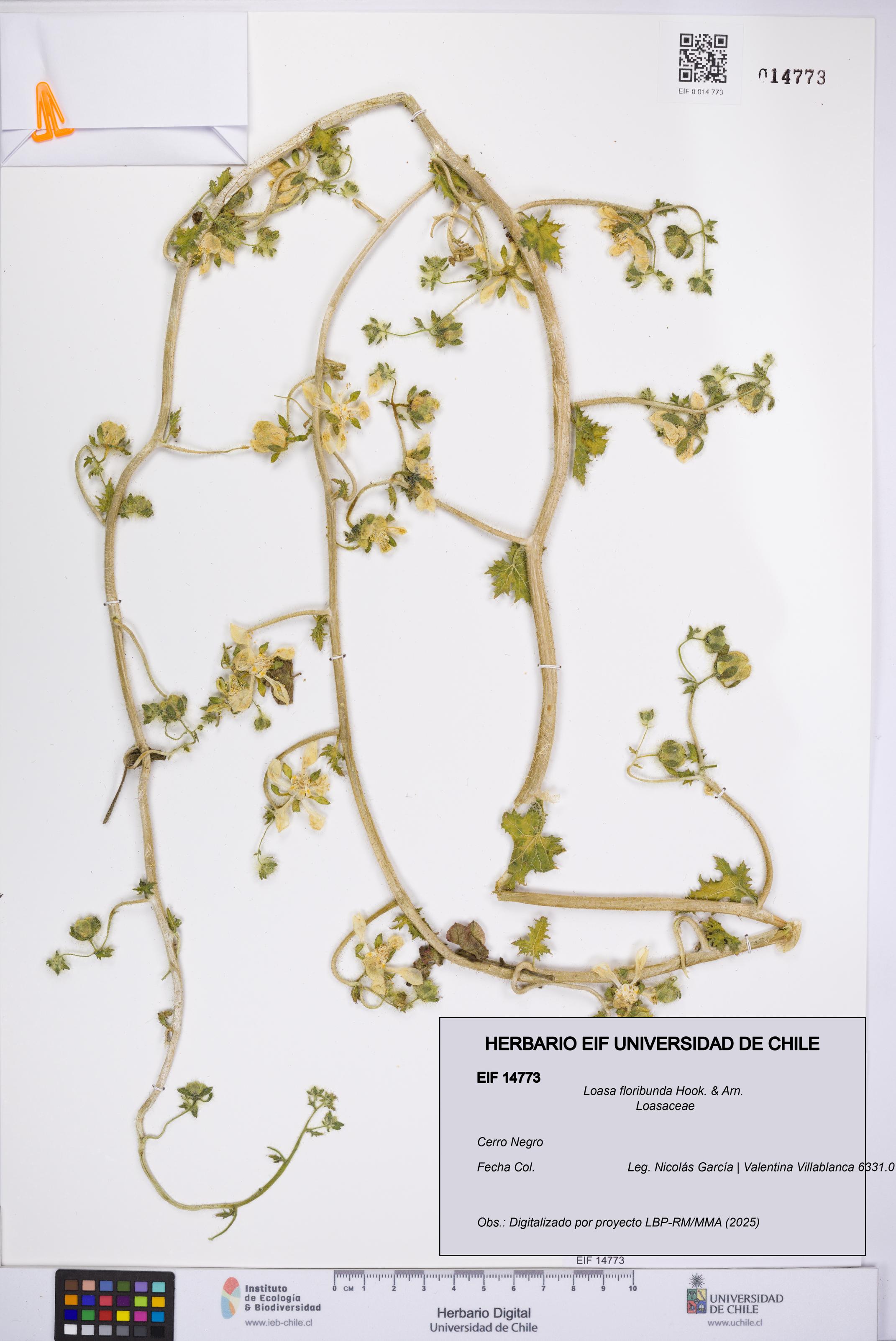 Loasa floribunda [Espécimen: UCH:EIF:0014773]