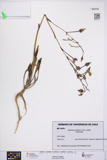 Cistanthe grandiflora [Espécimen: UCH:EIF:0014774]