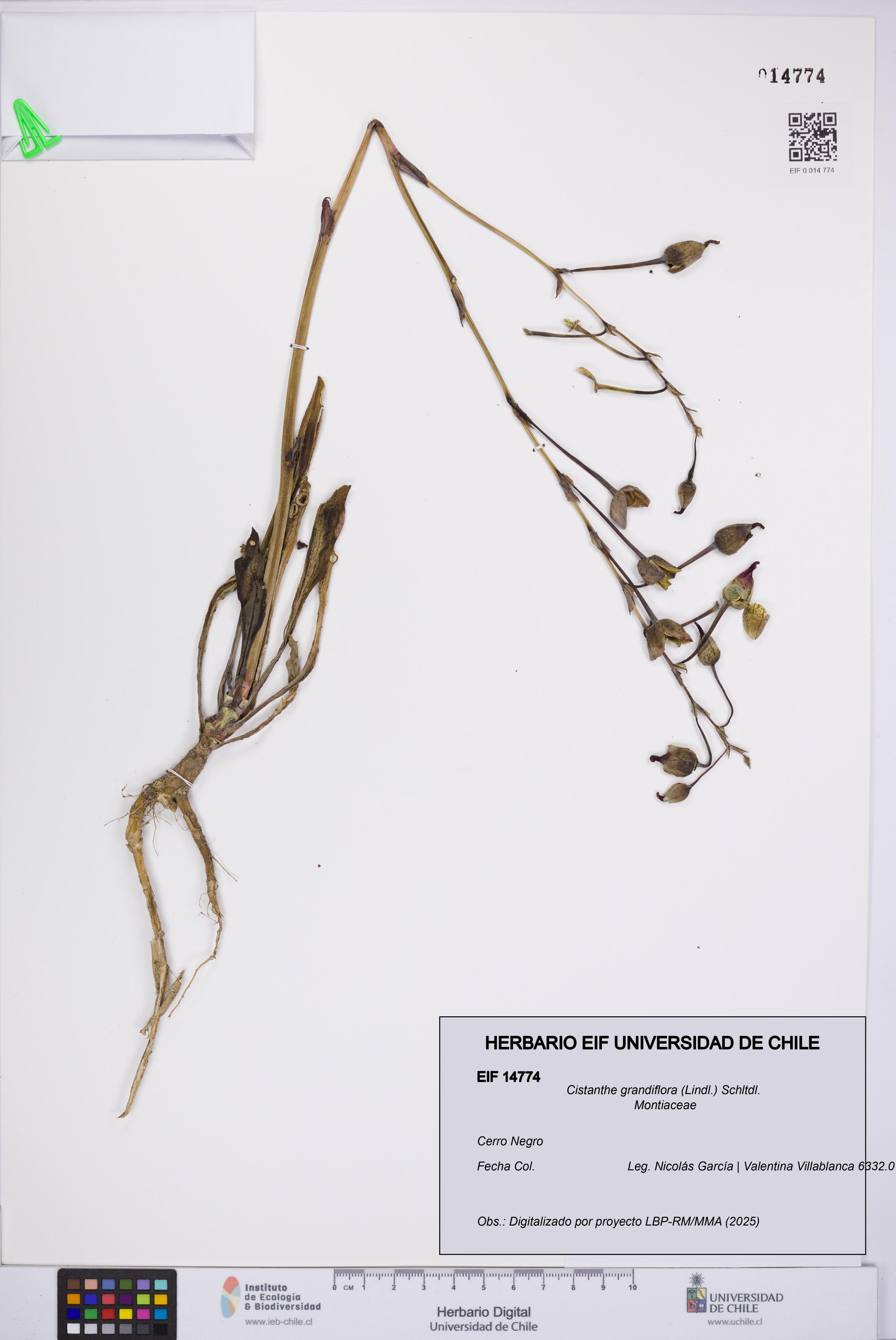 Cistanthe grandiflora [Espécimen: UCH:EIF:0014774]