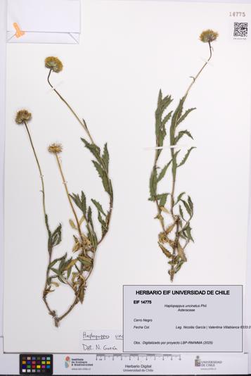 Haplopappus uncinatus [Espécimen: UCH:EIF:0014775]