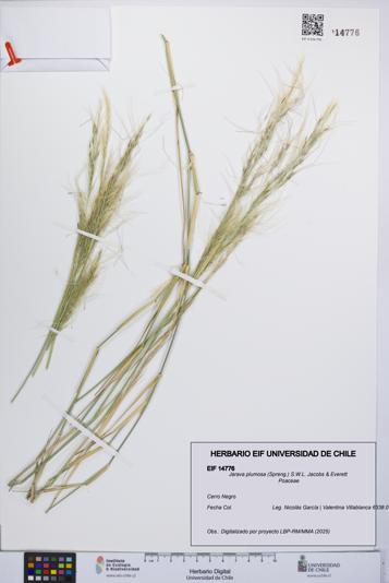 Jarava plumosa [Espécimen: UCH:EIF:0014776]