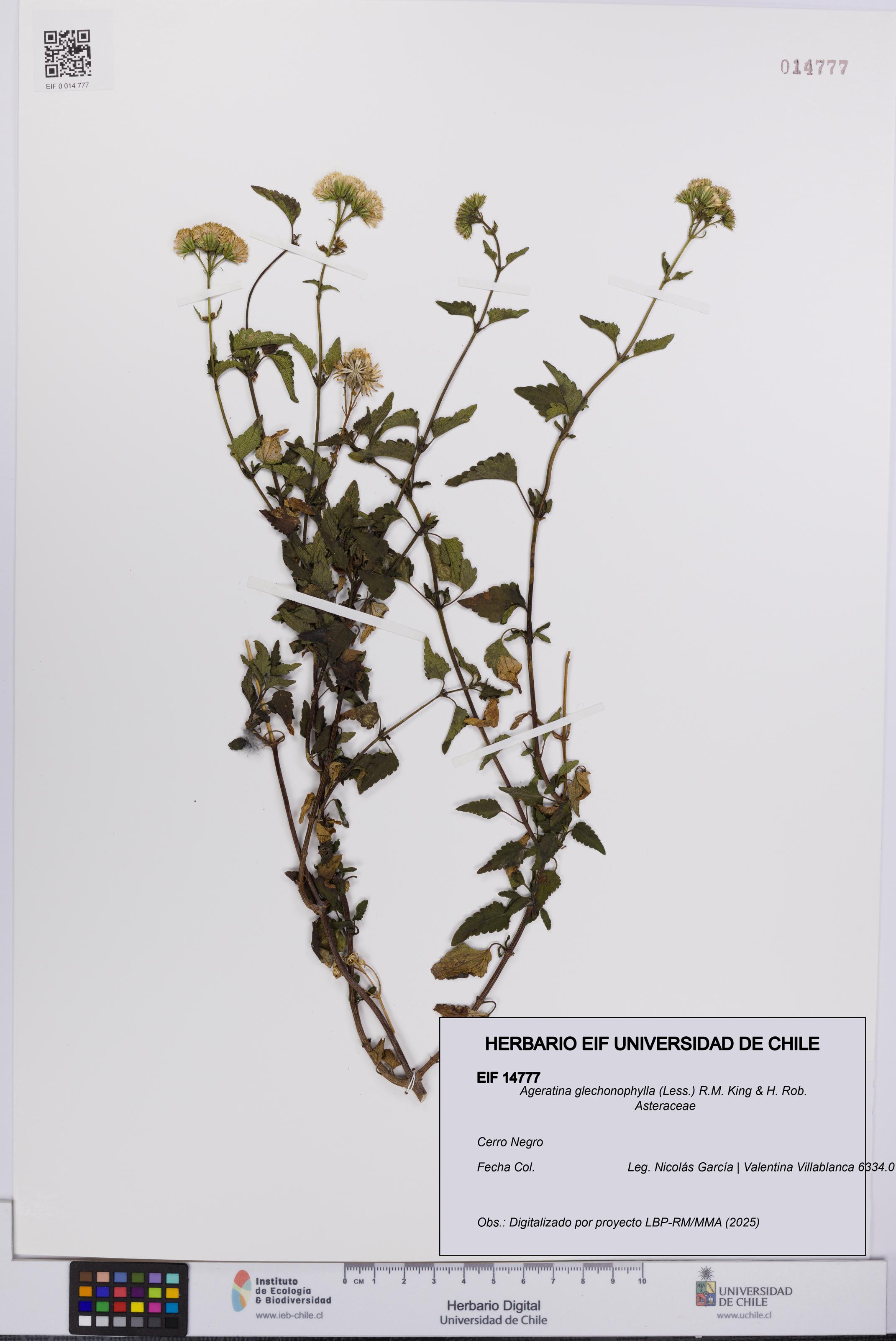 Ageratina glechonophylla [Espécimen: UCH:EIF:0014777]
