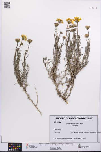 Senecio farinifer [Espécimen: UCH:EIF:0014778]