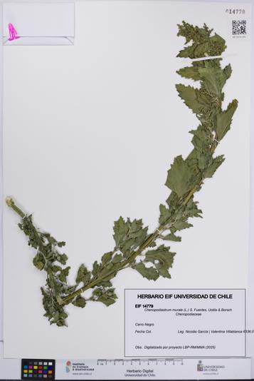 Chenopodiastrum murale [Espécimen: UCH:EIF:0014779]