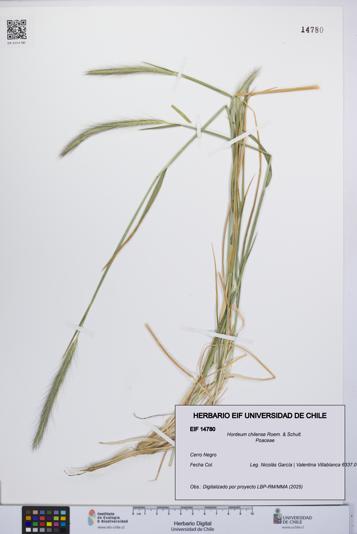 Hordeum chilense [Espécimen: UCH:EIF:0014780]