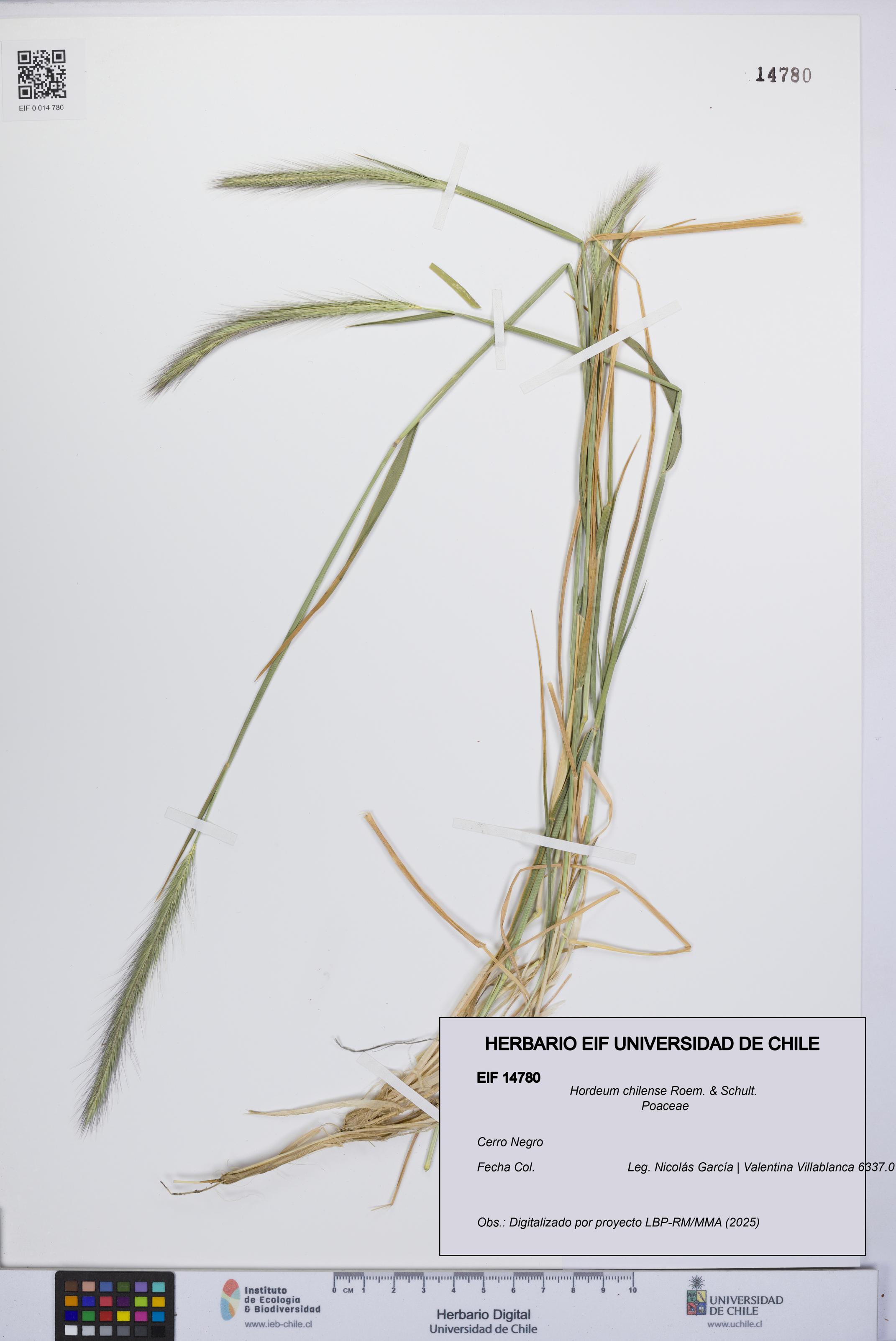 Hordeum chilense [Espécimen: UCH:EIF:0014780]