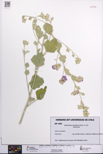 Sphaeralcea obtusiloba [Espécimen: UCH:EIF:0014781]