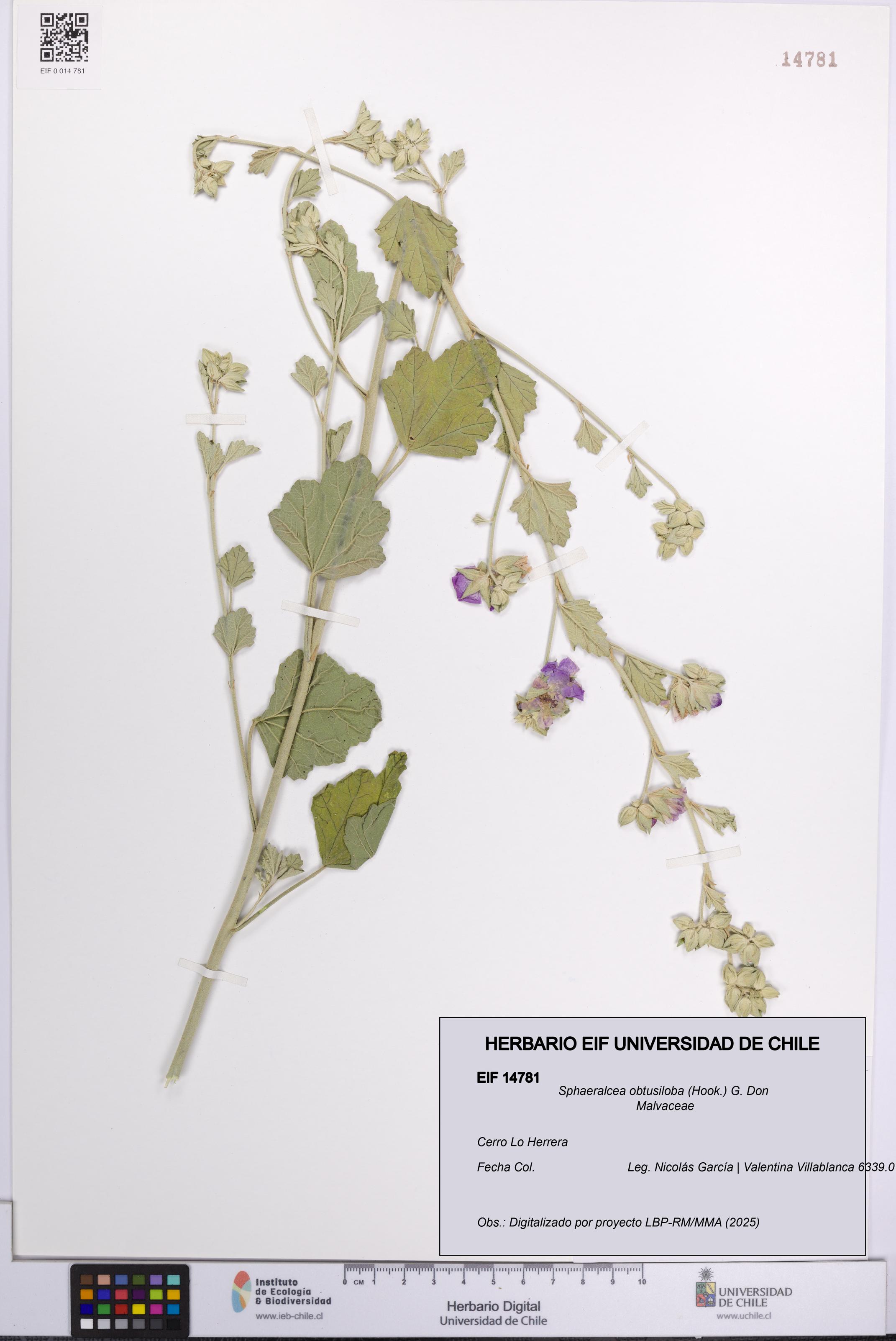 Sphaeralcea obtusiloba [Espécimen: UCH:EIF:0014781]