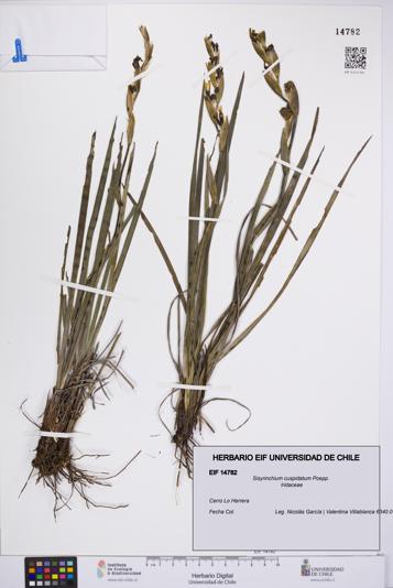 Sisyrinchium cuspidatum [Espécimen: UCH:EIF:0014782]