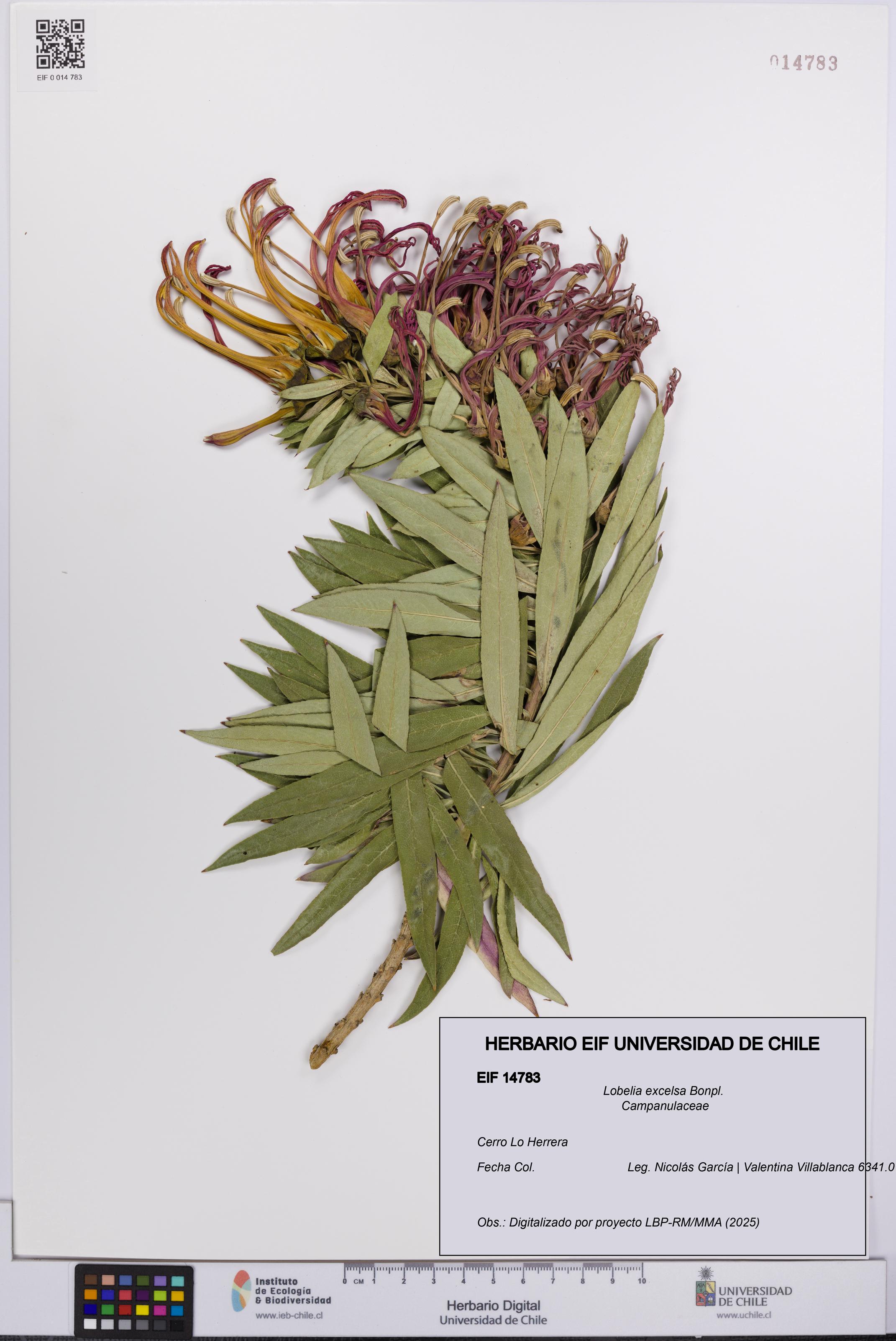 Lobelia excelsa [Espécimen: UCH:EIF:0014783]