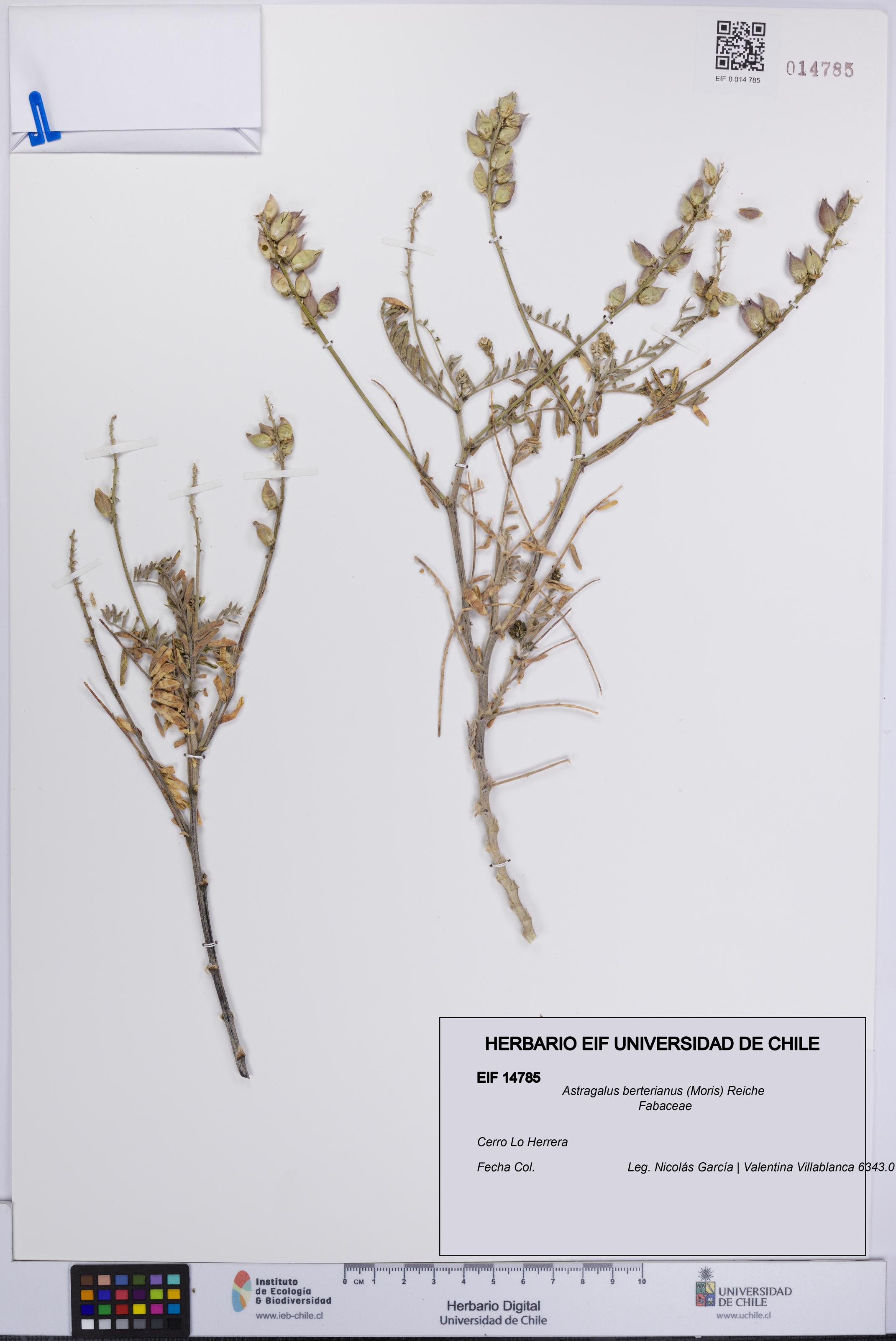 Astragalus berterianus [Espécimen: UCH:EIF:0014785]