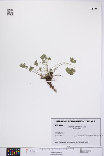 Geranium berteroanum [Espécimen: UCH:EIF:0014786]
