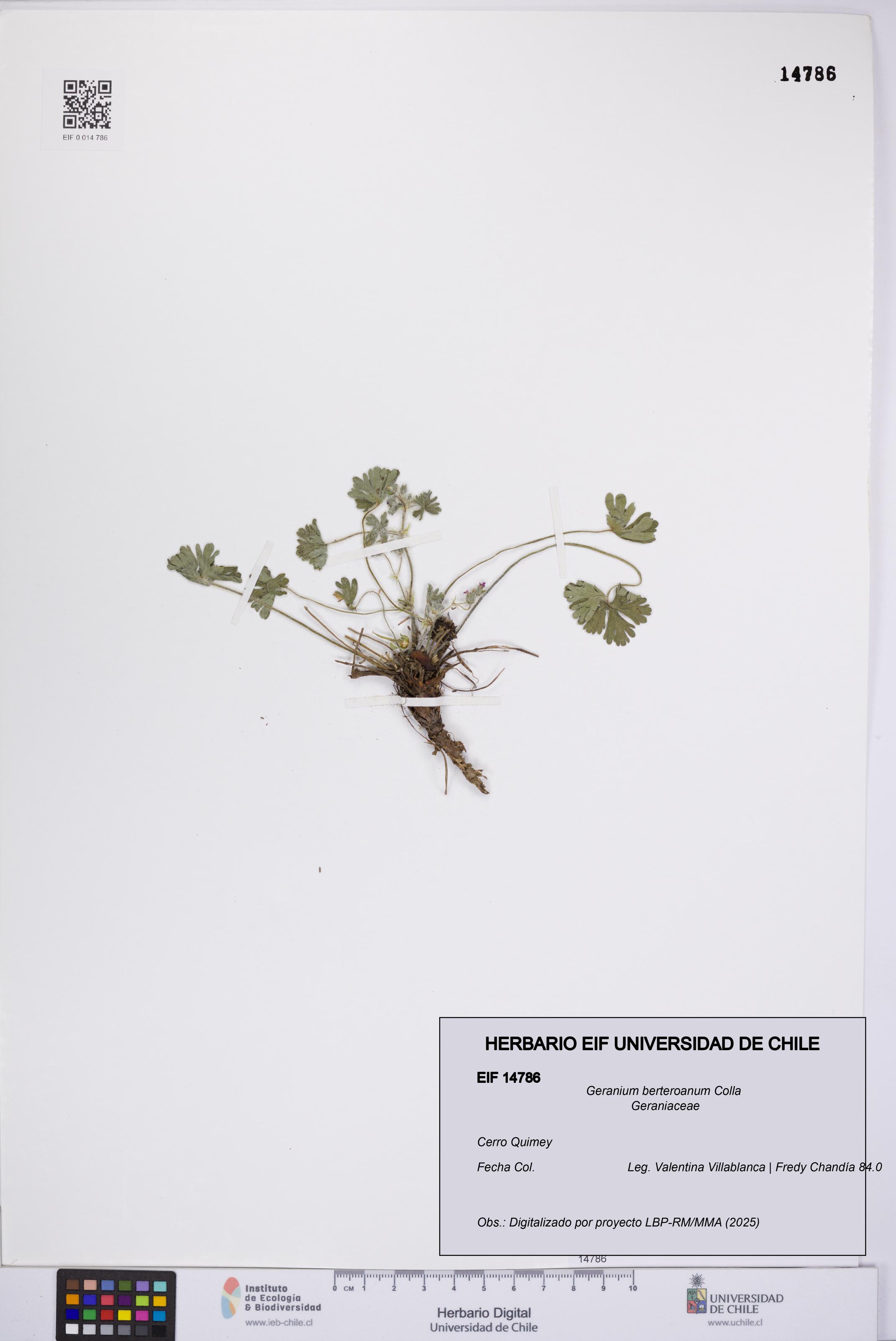 Geranium berteroanum [Espécimen: UCH:EIF:0014786]